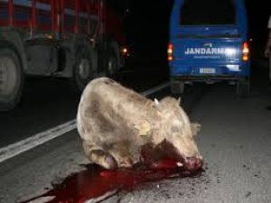 TEM'DE HAYVAN VAHŞETİNE BAKANLIK AÇIKLAMASI