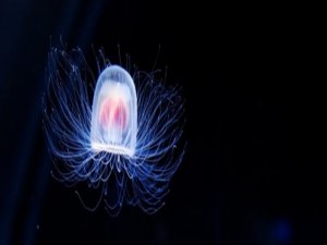 ÖLÜMSÜZ DENİZANASI: TURRİTOPSİS DOHRNİİ