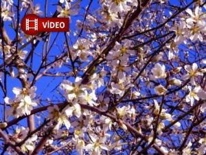 Üşüyenlere Sevinecek Haber Burada Çağla Çiçek Açtı