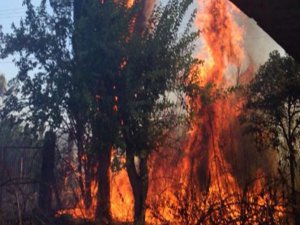 ANTALYA ALEVE TESLİM OLDU