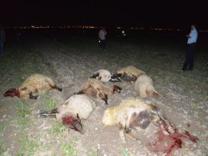 ZEHİRLİ YEM VERİLEN 300 KOYUN TELEF OLDU