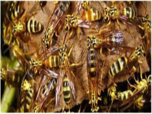 EŞEK ARISI ZEHRİ KANSERE UMUT OLABİLİR