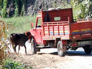 KURBANLIK BOĞA ORTALIĞI BİRBİRİNE KATTI