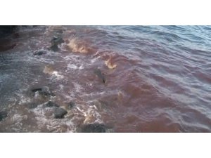 İSTANBUL'DA KANLI REZALET