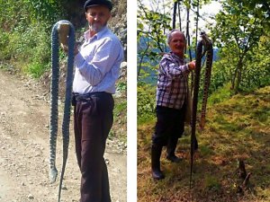 FINDIK BAHÇELERİNDE BÜYÜK YILAN PANİĞİ