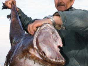 Böyle Fener Balığı Görmediniz !