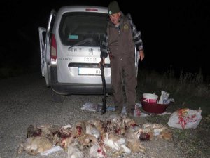 ERZİNCAN'DA TAVŞAN KATLİAMI