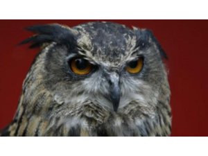 50 KİŞİYİ YARALAYAN BAYKUŞA ÖMÜR BOYU HAPİS