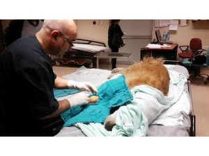 HASTANE ACİL SERVİSİNDE KÖPEK AMELİYATINA İNCELEME