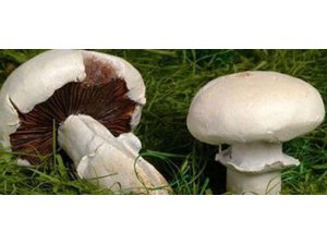 SAĞLIK BAKANLIĞI'NDAN 'MANTAR' UYARISI