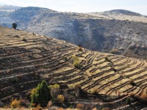 Isparta’ya 400 bin fidan