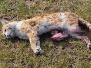 BİR KEDİ VAHŞETİ DAHA