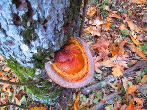 ÖLÜMSÜZLÜĞÜN KAYNAĞI KAZDAĞLARINDAN ÇIKTI