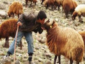 15 YAŞINDAKİ IĞDIRLI ÇOBANDAN İNSANLIK DERSİ