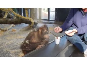 YAPILAN SİHİRBAZLIK KARŞISINDA GÜLMEKTEN YERLERE YATAN ORANGUTAN