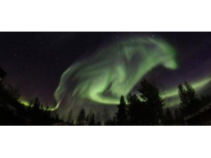 FOTOMONTAJ DEĞİL, KUZEY IŞIKLARINDA KURT YAKALADI