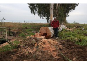 MERSİN'DE AĞAÇ KATLİAMI
