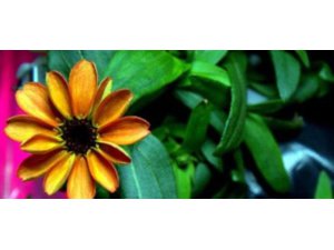 UZAYDA ÇİÇEK AÇTI