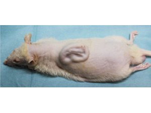 FARENİN SIRTINDA İNSAN KULAĞI ÜRETİLDİ