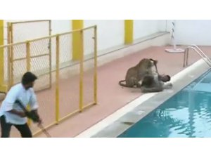 LEOPAR OKULA GİRDİ: 6 YARALI