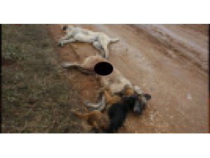 BİLECİK'TE KÖPEKLERİ KURŞUNA DİZDİLER