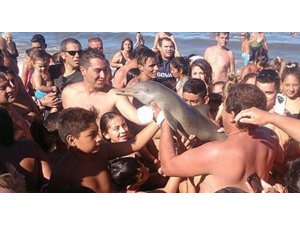 SELFİE ÇEKMEK İÇİN YAVRU YUNUSU ÖLDÜRDÜLER