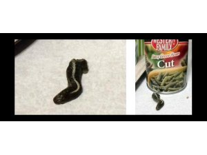 KONSERVEDEN ÖYLE BİR ŞEY ÇIKTI Kİ...