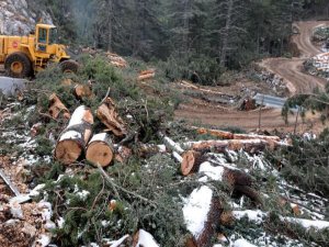 ANTALYA'DA ORMAN TALANI SKANDALI