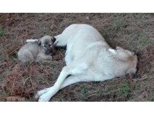 ANNE KÖPEĞE TECAVÜZ EDİP BOYNUNU KIRDILAR