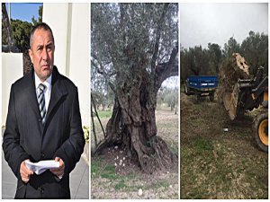 MANİSA'DAN 700 BİN ZEYTİN AĞACI İSYANI