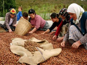 FINDIK ÜRETİCİSİNİ PERİŞAN EDEN FİYAT SKANDALI