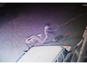 KÖPEĞİ TEKMELEYİP ELEKTROŞOK VERDİLER