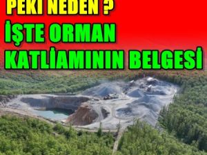 İşte belgesi; Ormanlar Böyle Talan Ediliyor