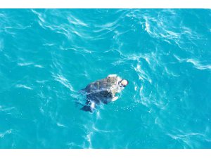 ANTALYA'DA DENİZDE ERKEK CESEDİ BULUNDU