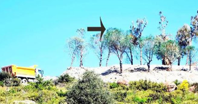 İNŞAAT FİRMASINDAN KURUYAN AĞAÇLARA GÖRÜLMEMİŞ ÇÖZÜM