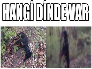 SAKARYA'DA SOKAK KÖPEĞİ VAHŞETİ