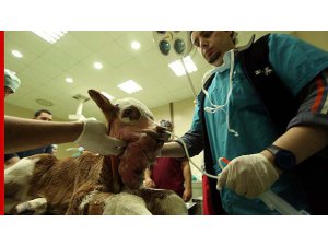 3 ÇENE 3 DİL İLE DOĞDU