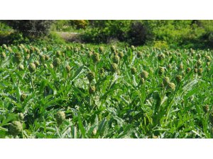 TARLADA 1 LİRA, PAZARDA 4 LİRA