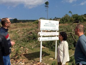 MİLLETVEKİLİ 'AĞAÇ KATLİAMINI' GÖRÜNTÜLEDİ