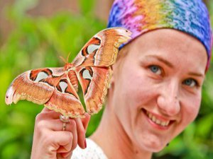 DÜNYANIN EN BÜYÜK KELEBEĞİ ANTALYA'DA