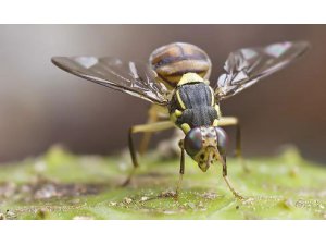 'LİTYUM ÖMÜR UZATIYOR'