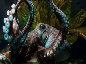 ÜLKE HAYVANAT BAHÇESİNDEN KAÇAN BU HAYVANI KONUŞUYOR