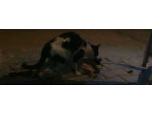 ÇARPIP KAÇAN SÜRÜCÜYE KEDİDEN DERS...