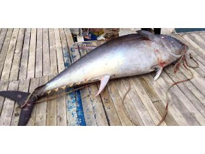 BODRUM'DA OLTAYA 200 KİLOLUK BALIK TAKILDI