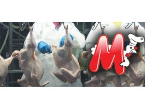 DEV TAVUK MARKASI İFLAS ETTİ