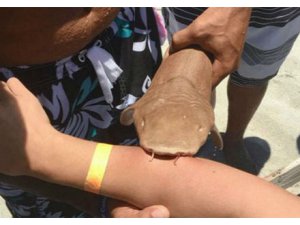 KADIN KOLUNU ISIRAN KÖPEK BALIĞI İLE HASTANEYE KALDIRILDI