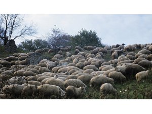 ESRAR YİYEN KOYUNLAR KÖYÜ BİRBİRİNE KATTI