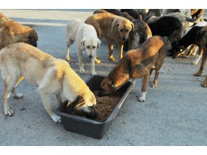 BODRUM'DA 15 HAYVANI ZEHİRLEDİLER VATANDAŞ İSYAN ETTİ