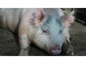 BU HAYVANIN BEDENİNDE İNSANLAR İÇİN ORGAN ÜRETİLECEK