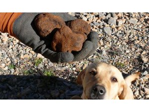 KİLOSU 2 BİN EURO 6 AY SIRA VAR